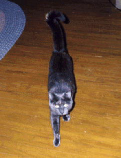 Peaches the Cat